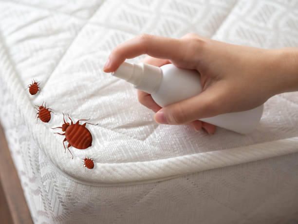 Best Spider Control Near Me  in West Kennebunk, ME